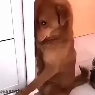 Video sticker 😂 𝐁𝐑𝐎𝐃 ll @lYI_Y