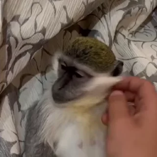 Video sticker 🌟 самойловаебашилаопятт :: @fStikBot