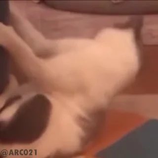 Video sticker 🙃 @stjckers شماره مجازی ارزان👉🏼 @Majazinoo_accbot