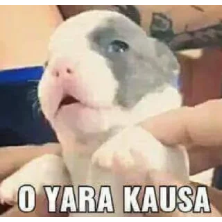 Video sticker 😮 Aea mongol