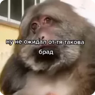 Video sticker 😦 Пон-Дурацкое слово :: @fStikBot