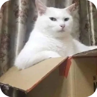 Telegram sticker 🐱 F**king Cat : @DialogAnime