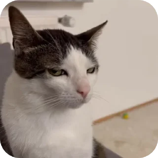 Telegram sticker 🐱 F**king Cat : @DialogAnime