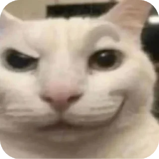 Video sticker 🐱 F**king Cat : @DialogAnime