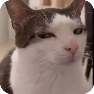 Video sticker 🐱 F**king Cat : @DialogAnime