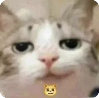 Sticker 😂 F**king Cat : @DialogAnime