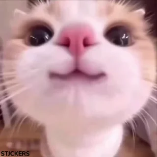 Video sticker 🤭 Lol 😾