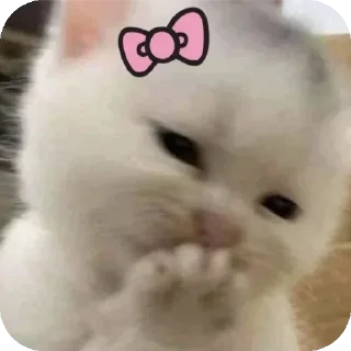 Telegram sticker 🤭 Lol 😾