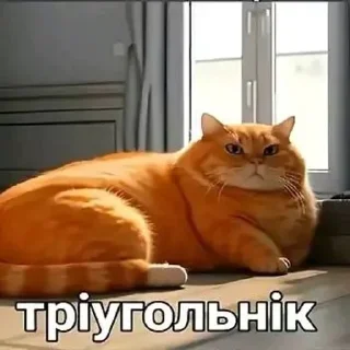 Video sticker 🌟 Пiпiдастр :: @fStikBot