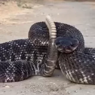 Video sticker 🐍 Snakes