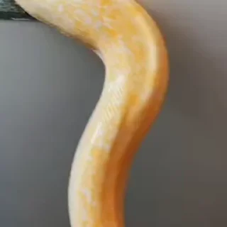 Video sticker 🐍 Snakes