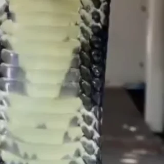 Video sticker 🐍 Snakes