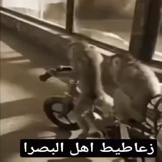 Telegram sticker 😅 اهل البصره 😅☝🏻