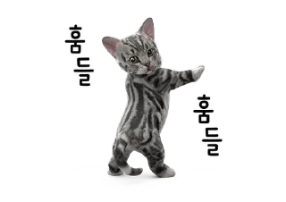 Телеграм стикер 💬 뭘 봐? 빨리 놀아줘~! 점프냥이 By @KakaoEmoticon
