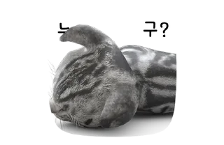 Телеграм стикер 💬 뭘 봐? 빨리 놀아줘~! 점프냥이 By @KakaoEmoticon