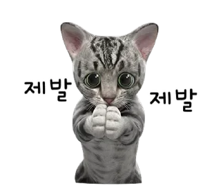Телеграм стикер 💬 뭘 봐? 빨리 놀아줘~! 점프냥이 By @KakaoEmoticon