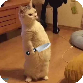 Video sticker 👍 sticker chó ăn cắp ăn trộm