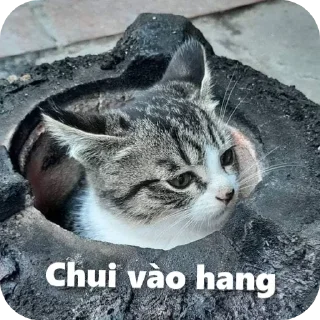 Video sticker 👍 sticker chó ăn cắp ăn trộm