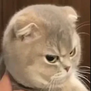 Telegram sticker 😡 sticker chó ăn cắp ăn trộm
