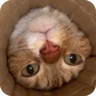 Телеграм стикер 🐱 😀