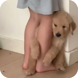 Телеграм стикер 🐶 😀