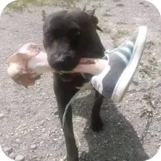 Video sticker 🐶 Кичи и пушка @KICHAMUR