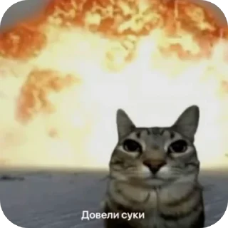 Telegram stiker 🐱 Кичи и пушка @KICHAMUR