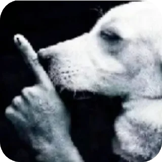 Telegram stiker 🐶 Кичи и пушка @KICHAMUR