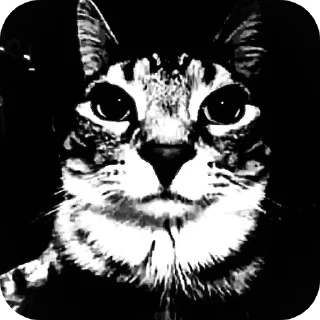 Video sticker 🐱 Кичи и пушка @KICHAMUR