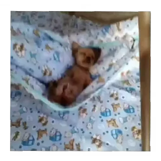 Video sticker 😴 periquito verde abel