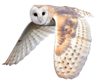 Telegram sticker 🪽 autumn log