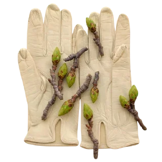 Video sticker 🌱 autumn log