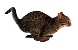 Video sticker 🐆 autumn log