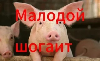 Телеграм стикер 🤩 Шогает @Shogaet_1_Shogaet