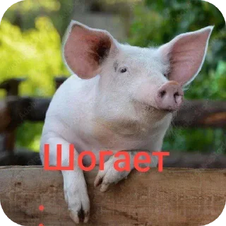 Video sticker 🐄 Шогает @Shogaet_1_Shogaet