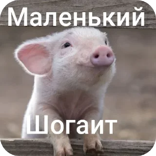 Телеграм стикер 🐦 Шогает @Shogaet_1_Shogaet