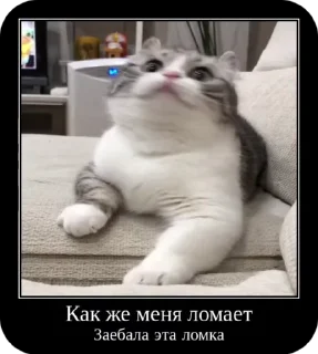 Video sticker 🧂 Ебучий комар 2 :: @fStikBot