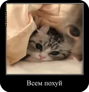 Video sticker 😐 Ебучий комар 2 :: @fStikBot