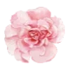 Sticker 🌸 @gh158c   ༺༽قنــــــاة راقــــت لــــي  ༼༻ @TgEmodziBot