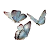 Sticker 🦋 @gh158c   ༺༽قنــــــاة راقــــت لــــي  ༼༻ @TgEmodziBot