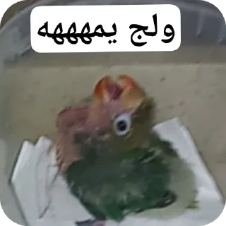 Telegram sticker 🐦 Scaramouchah