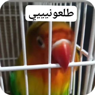 Telegram sticker 🐦 Scaramouchah