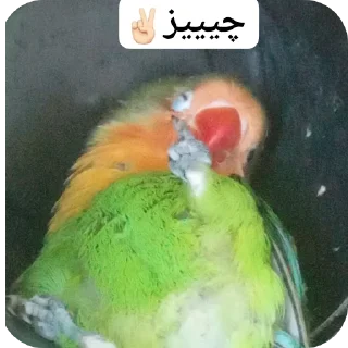 Telegram sticker 🐦 Scaramouchah