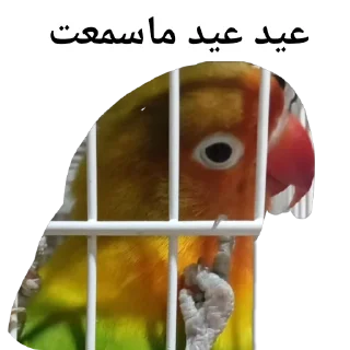 Sticker 🐦 Scaramouchah