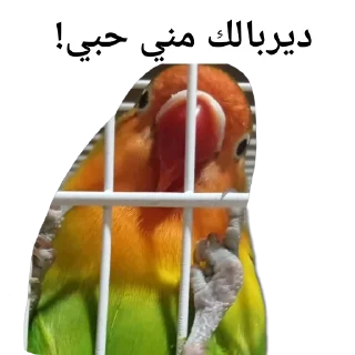 Video sticker 🐦 Scaramouchah
