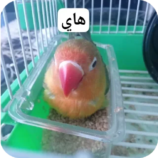 Telegram sticker 🐦 Scaramouchah