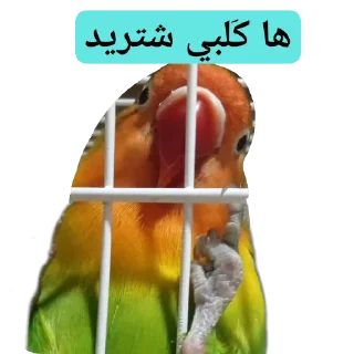 Video sticker 😀 Scaramouchah