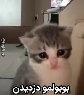 Video sticker 🥰 Mood🏕️@Playfobian-@Poublickeds :: @fStikBot