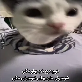 Video sticker 🥰 Mood🏕️@Playfobian-@Poublickeds :: @fStikBot