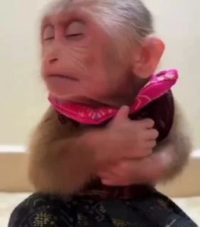 Video sticker 🥰 Mood🏕️@Playfobian-@Poublickeds :: @fStikBot